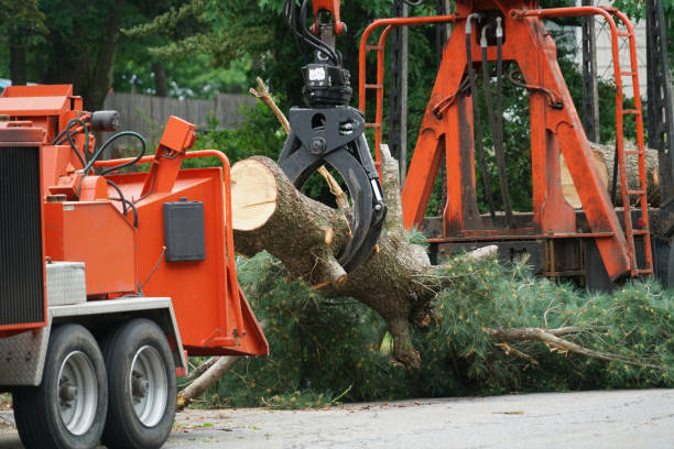 Best Fruit Tree Pruning  in Cavalier, ND